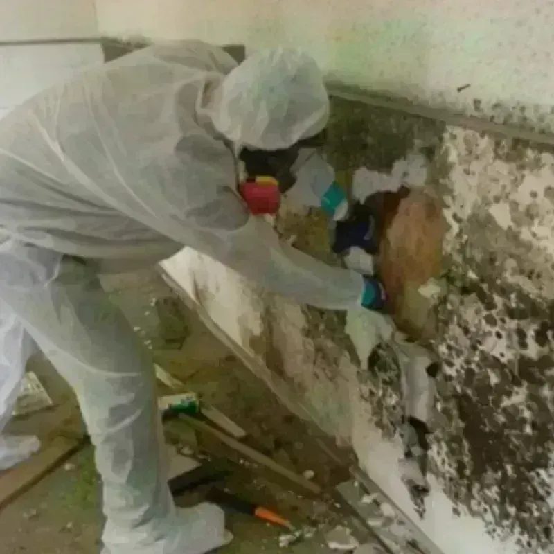 Mold Remediation and Removal in Harper County, OK